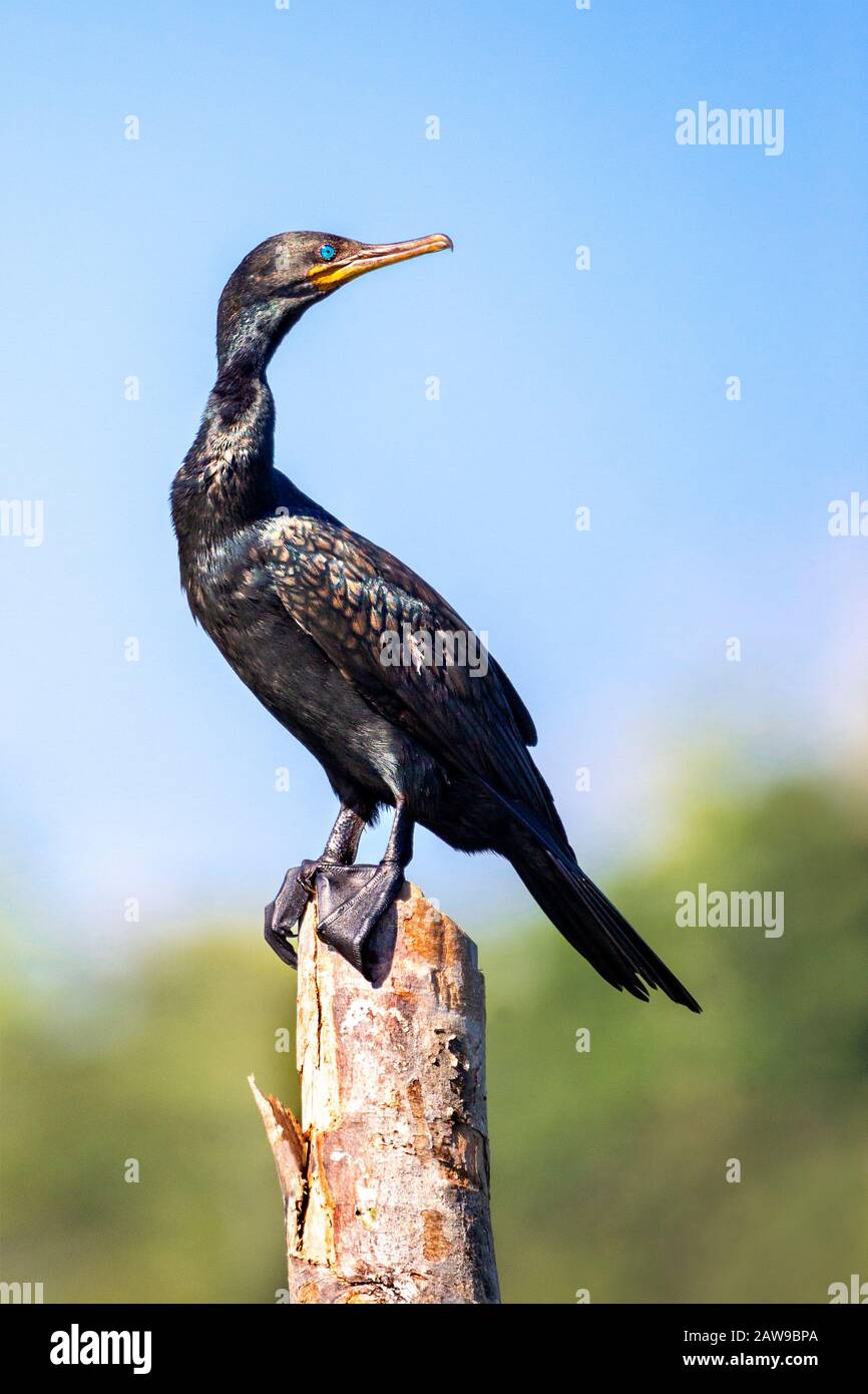 Cormorant indien connu aussi sous le nom de Phalacrocorax fucicollis en latin, rivière Madu, Sri Lanka Banque D'Images