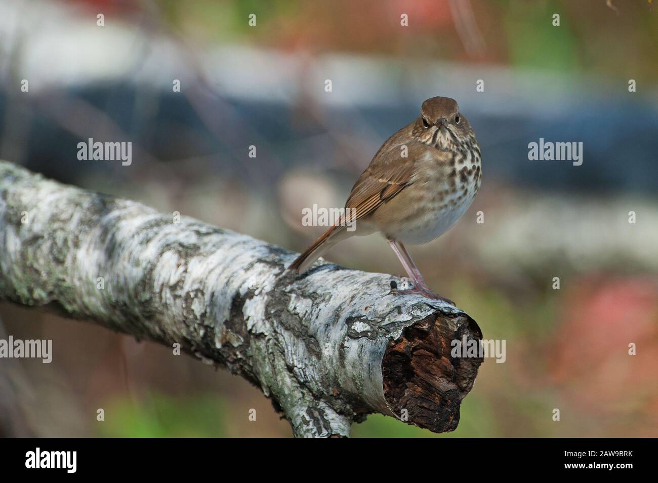 Grive solitaire Banque D'Images