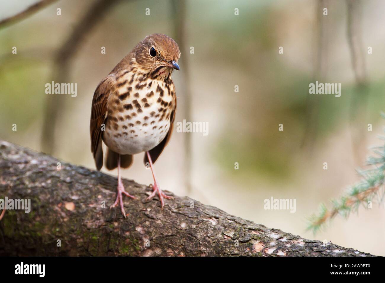 Grive solitaire Banque D'Images