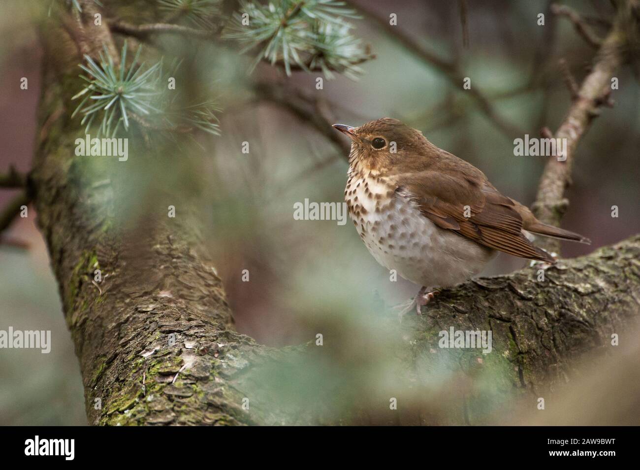 Grive solitaire Banque D'Images