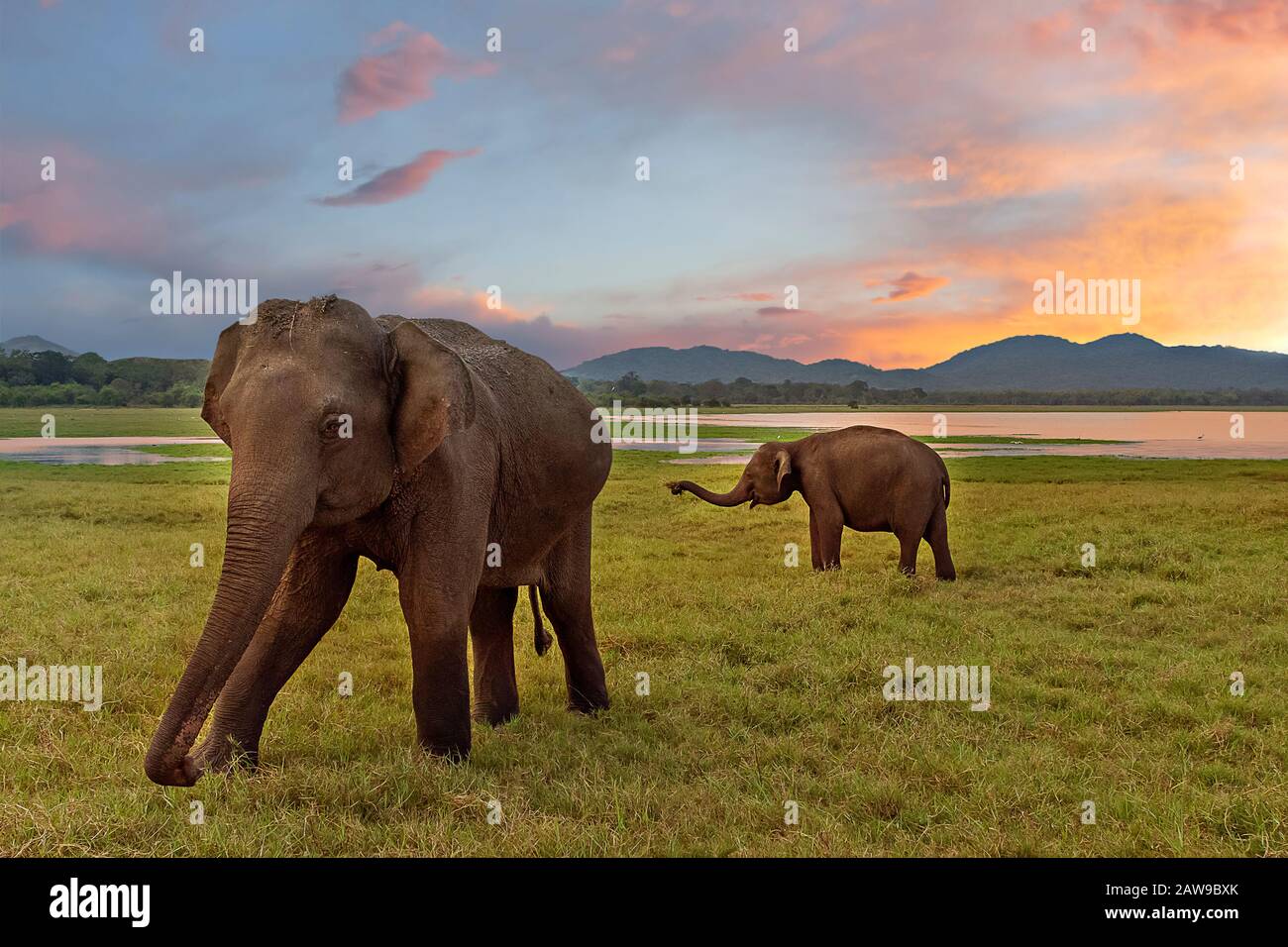 Éléphants d'Asie au coucher du soleil, à Minneriya, Sri Lanka Banque D'Images