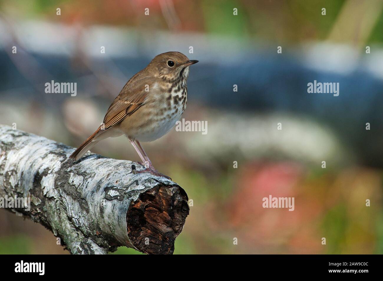 Grive solitaire Banque D'Images