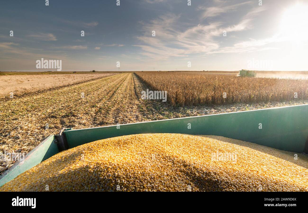 La récolte du maïs de la moissonneuse-batteuse sur le champ dans le coucher du soleil. Banque D'Images