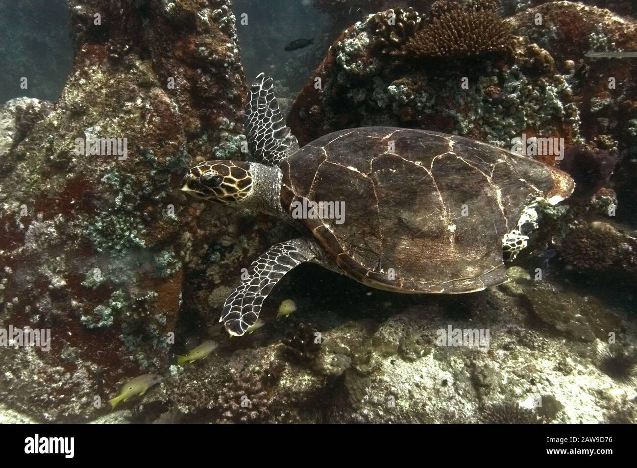 Tortue de mer verte (Chelonia mydas) avec morsure de requin tigre, nageant sur le récif. Banque D'Images