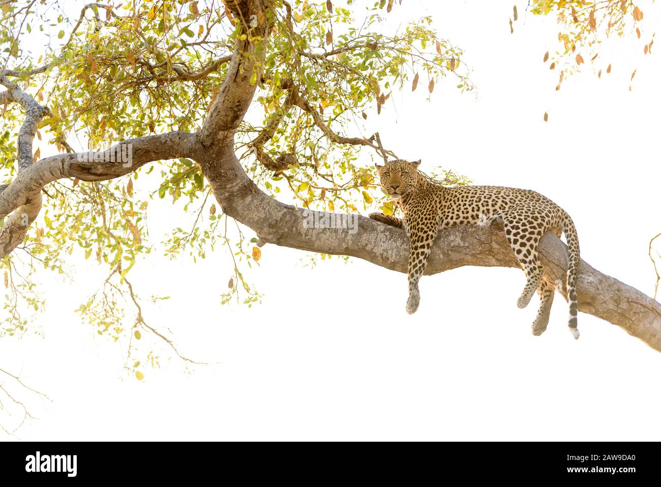 Leopard sur un arbre avec fond blanc, toile de fond Banque D'Images