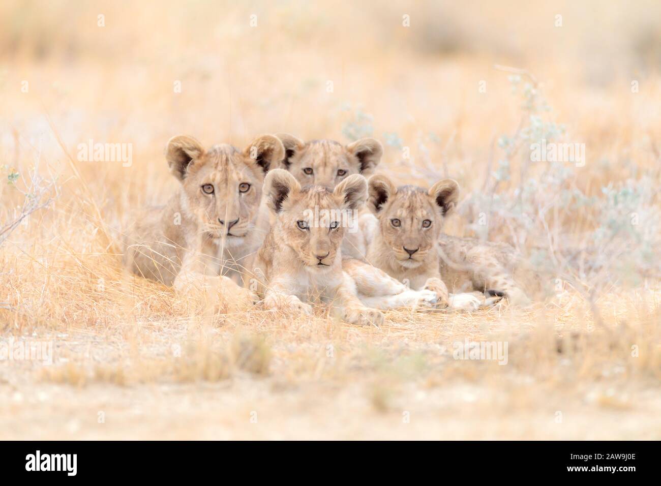 Mignons bavettes de lion, bébé de lion dans le désert de l'Afrique Banque D'Images