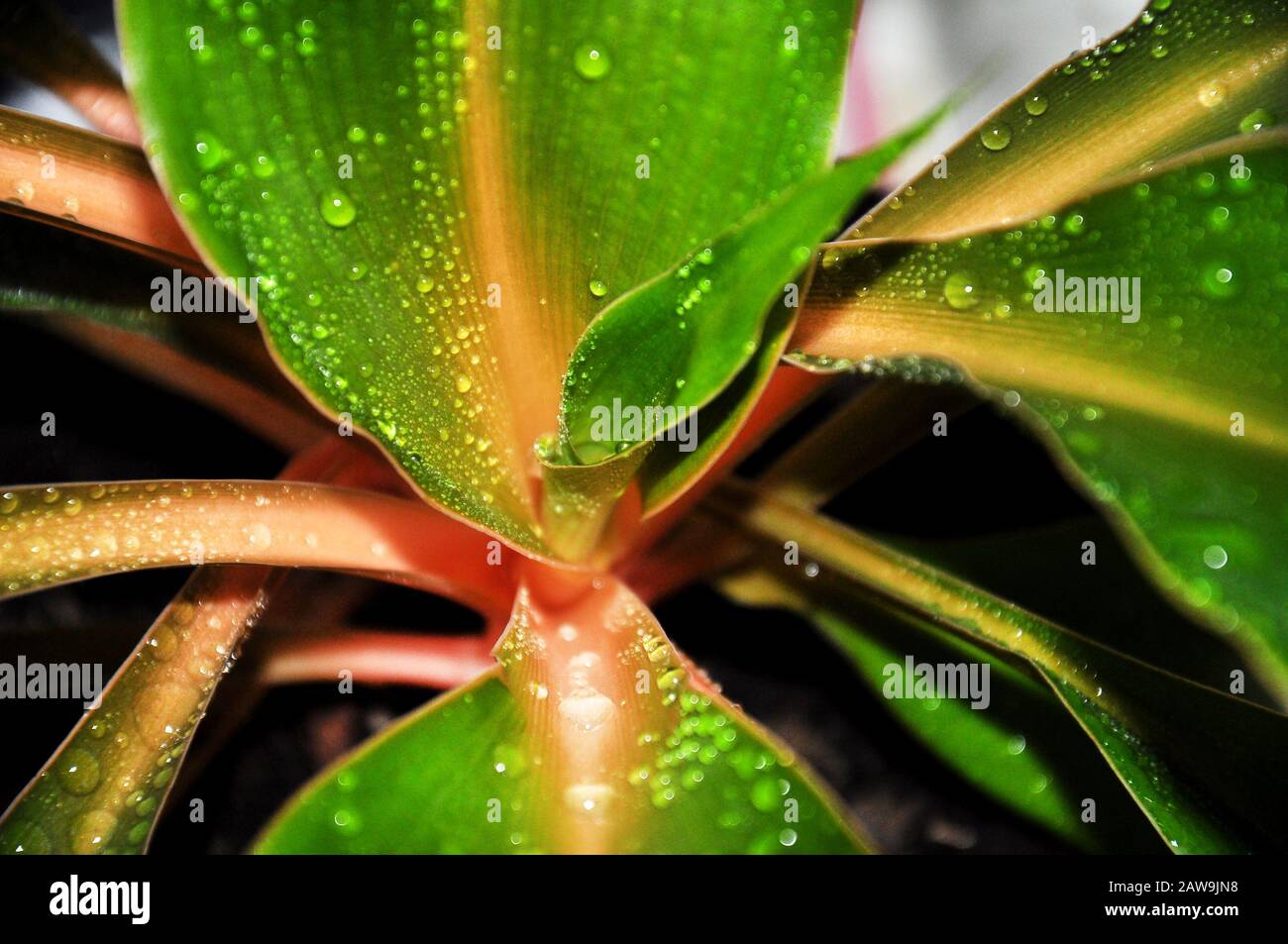 Famille des Asparagaceae de Chlorophytum orchidastrum 'Green Orange'. Les tiges sont de couleur orange vif. Gouttes d'eau sur les feuilles Banque D'Images