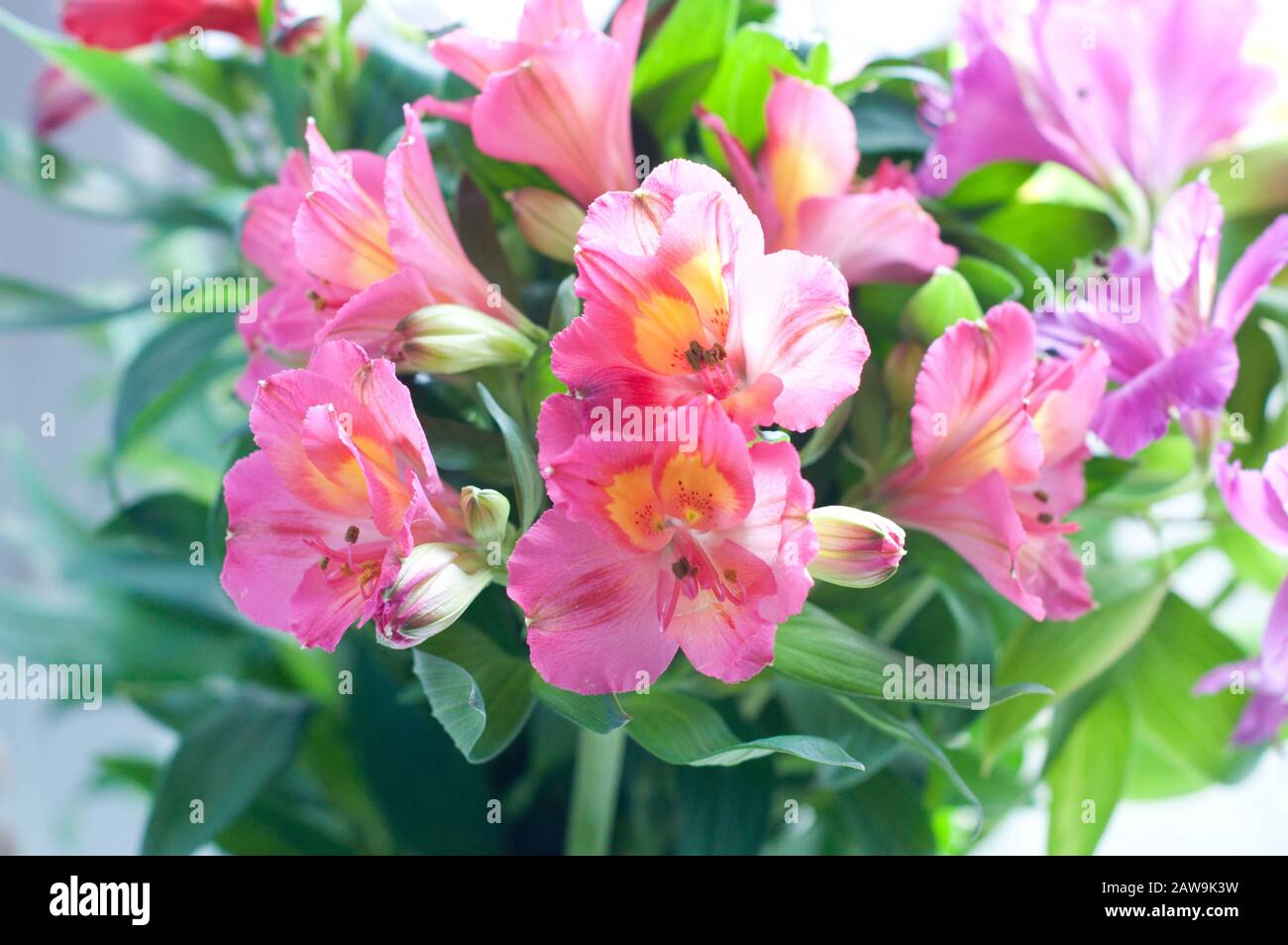 Magnifique arrière-plan de fleur d'alstroemeria rose. Fleur d'Alstroemeria colorée. Gros plan. Banque D'Images