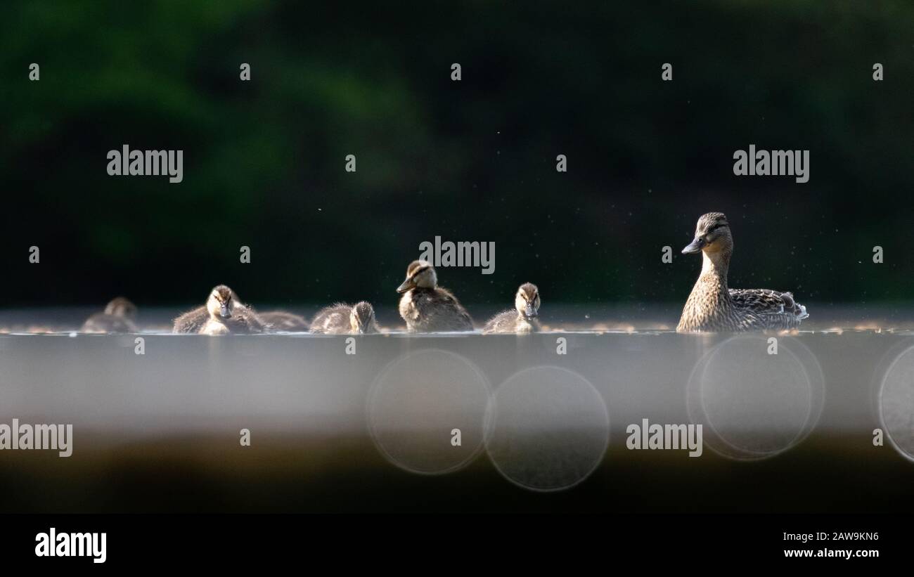 Un canard de mère et ses canettes nageant sur les eaux chatoyantes Banque D'Images