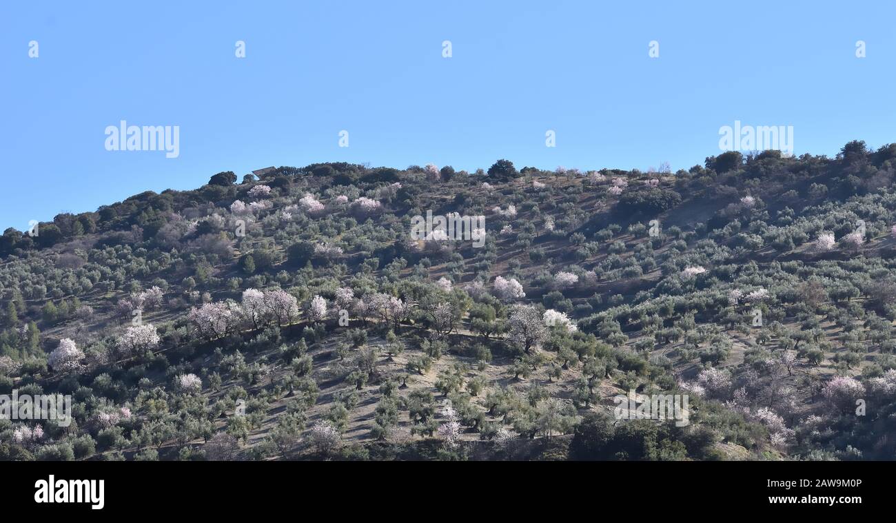 Colline cultivée d'olive avec quelques amandiers en fleur parmi eux Banque D'Images