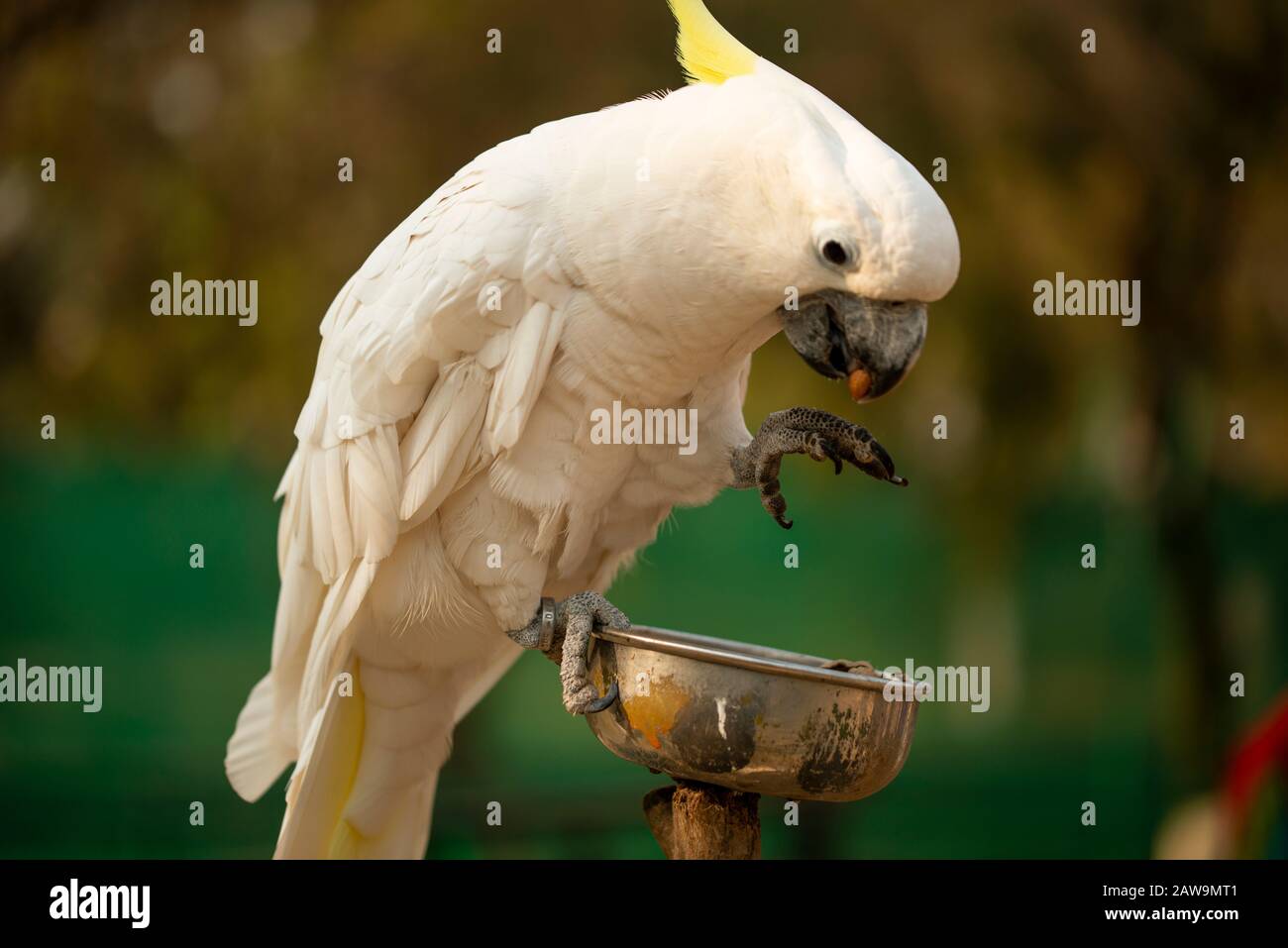 Perroquet de Cockatoo jaune en forme de Crested tenant et mangeant un écrou Banque D'Images