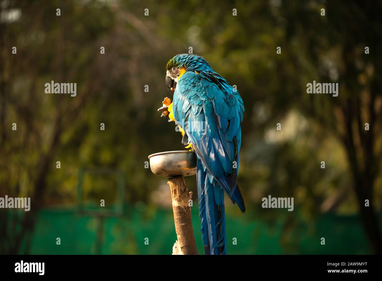 Le macaw bleu et jaune, les noix de macaw bleu et or dans le zoo, C'est un membre du grand groupe de perroquets néotropicaux Banque D'Images