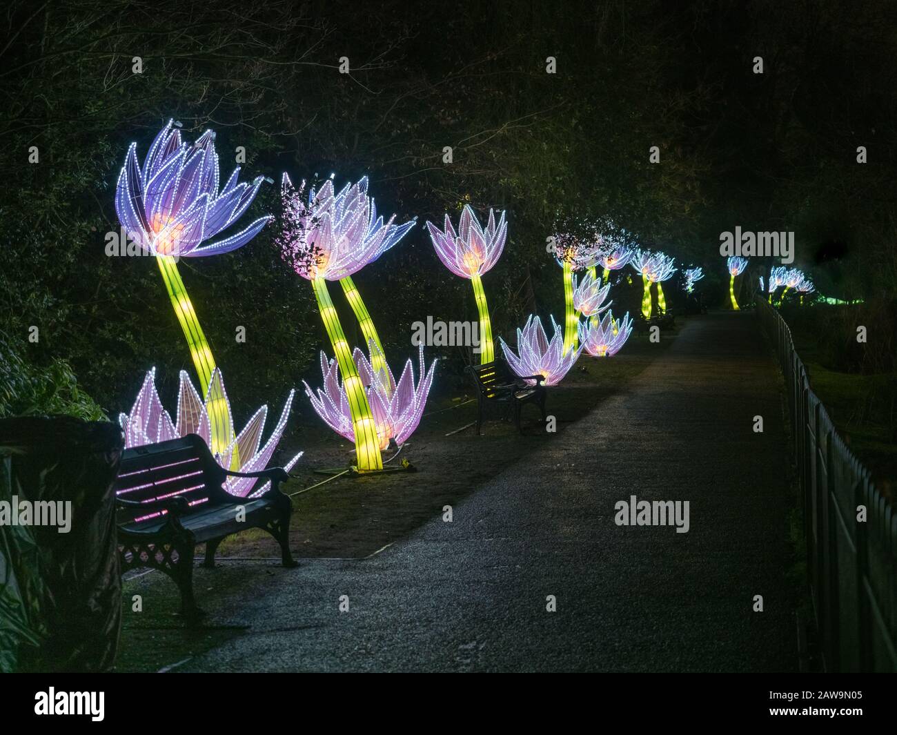 Une rangée d'arbres fleuris lumineux arborent un sentier à Chiswick House  and Gardens Lightopia lumières festival show 2020 après la nuit sombre  Photo Stock - Alamy