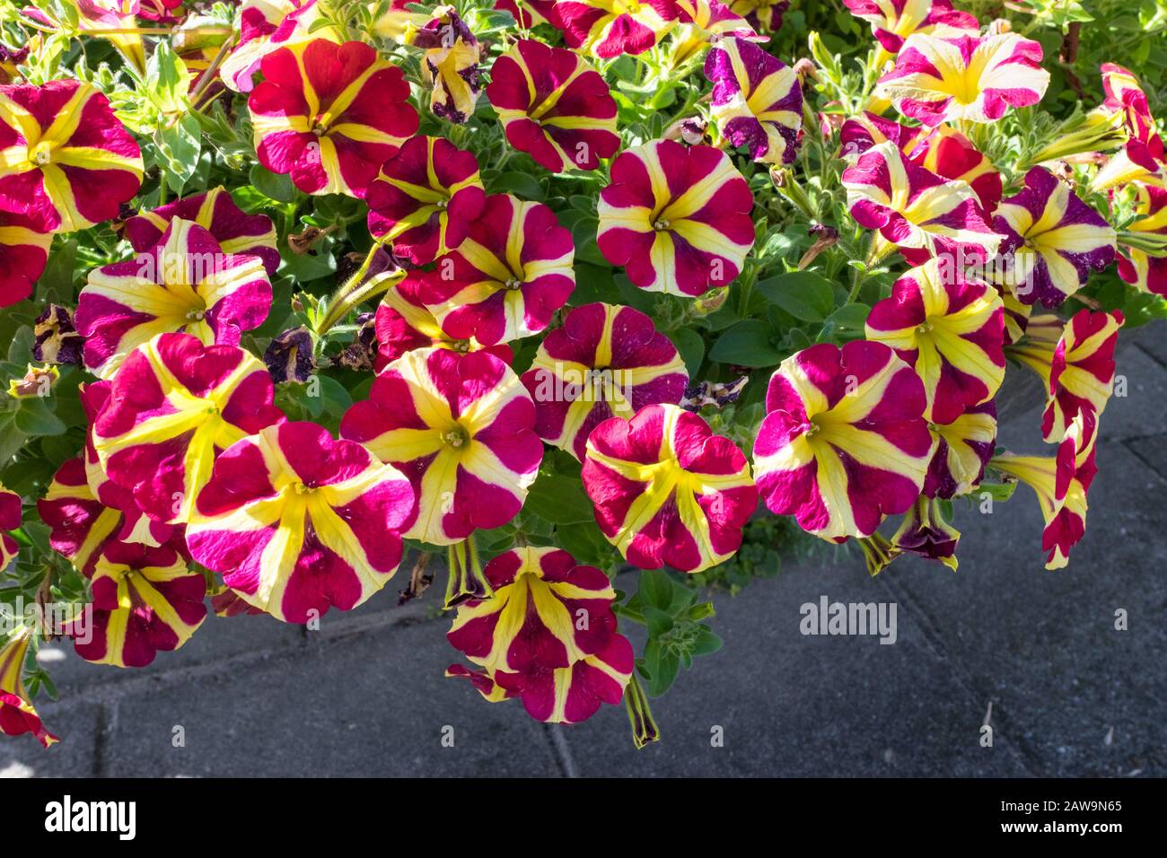 Belles fleurs Petunia suspendues de jaune et de violet avec un motif en forme d'étoile Banque D'Images