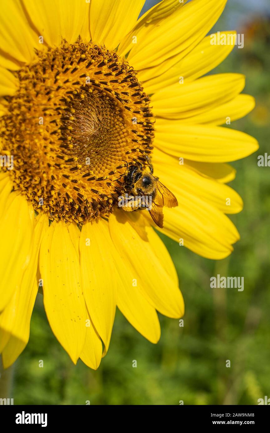 Les bourdons (bombus) sont des pollinisateurs importants. Sur cette photo vous pouvez voir le pollen sur les pattes et la tête des abeilles. Les Bumblees font face à une extinction en raison de c Banque D'Images
