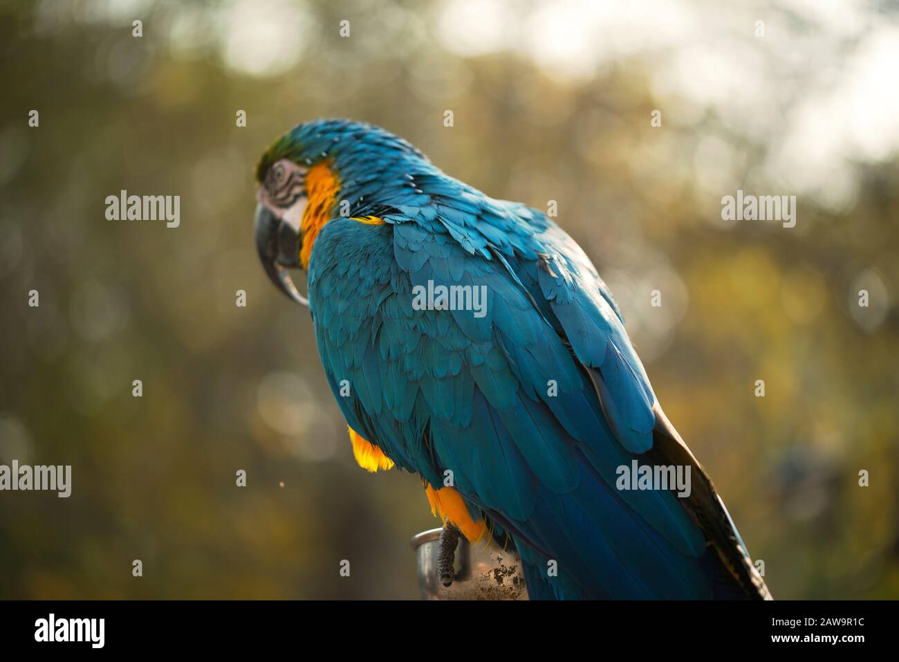 Le macaw bleu et jaune, les noix de macaw bleu et or dans le zoo, C'est un membre du grand groupe de perroquets néotropicaux Banque D'Images