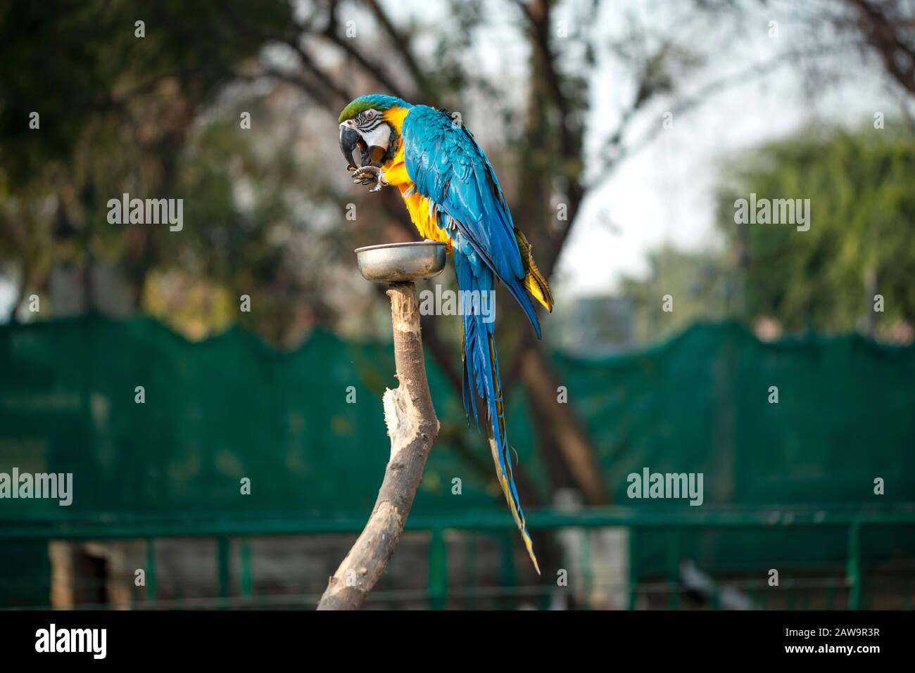 Le macaw bleu et jaune, les noix de macaw bleu et or dans le zoo, C'est un membre du grand groupe de perroquets néotropicaux Banque D'Images