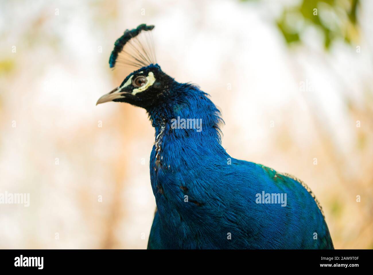 Portrait de beau paon avec plumes, Peacock - peafhibou posant pour les touristes Islamabad Zoo Banque D'Images