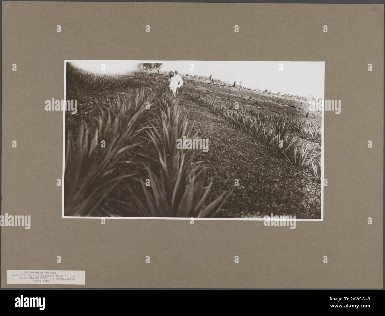 Deli Company: Visites officielles, anniversaires, dirigeants locaux Soemoet. Agava sisalana 8 mois. Vigna oligospermia comme grondbedekker. Mars 1925 Date : Mars 1925 Lieu : Indonésie, Antilles Néerlandaises De L'Est, Sumatra Mots Clés : Bâtiments, Plantations Banque D'Images