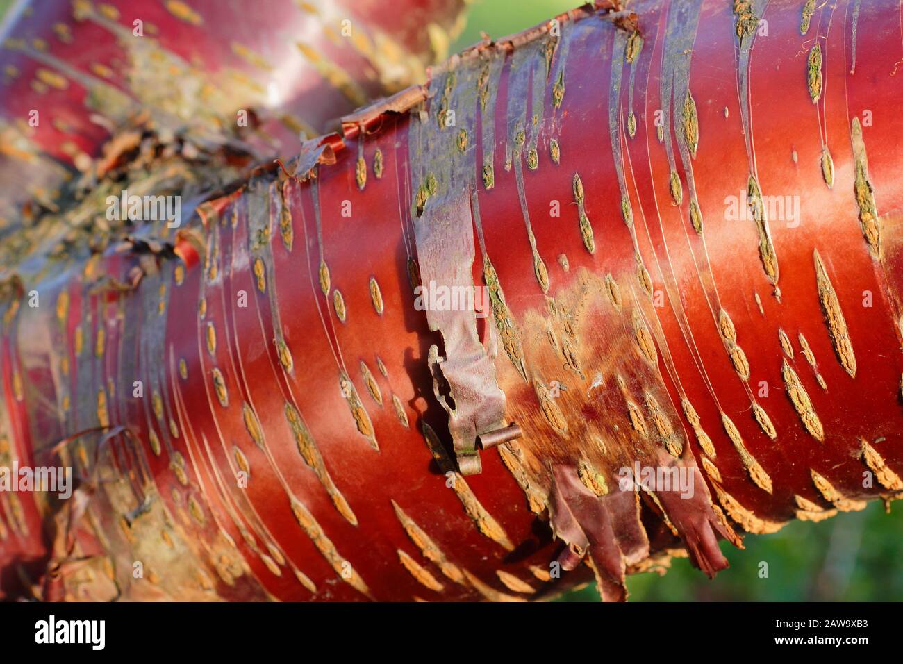 Prunus serrula. La cerise tibétaine présente une écorce brillante de couleur cuivre caractéristique en hiver. ROYAUME-UNI Banque D'Images