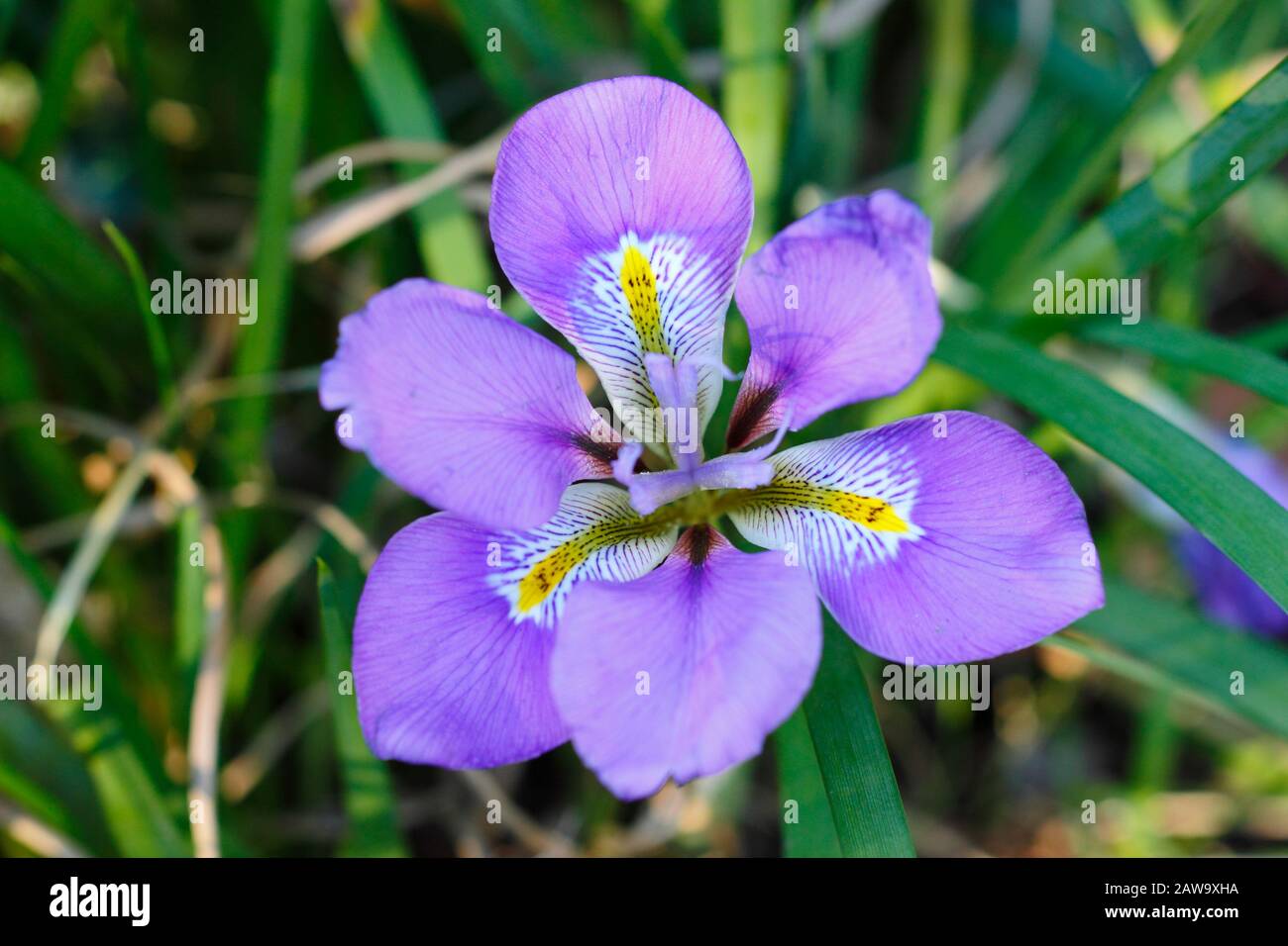 Iris unguicularis. Fleurs violettes profondes de l'iris algérien en hiver - janvier. ROYAUME-UNI Banque D'Images