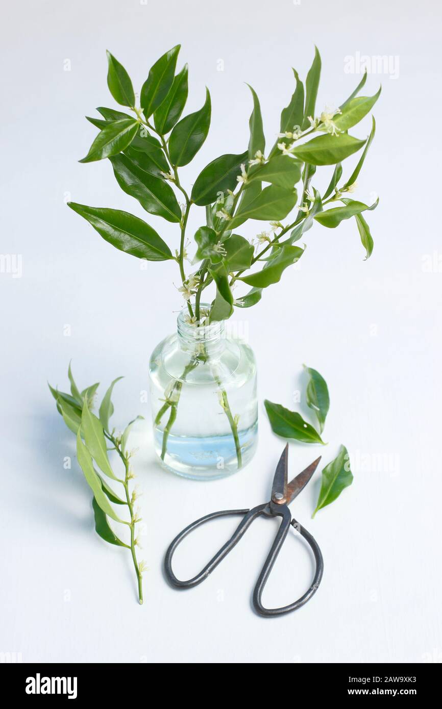 Sarcococca confusa. Des branches de boîte d'hiver douce à fleurs dans un vase pour parfumer une pièce. ROYAUME-UNI Banque D'Images