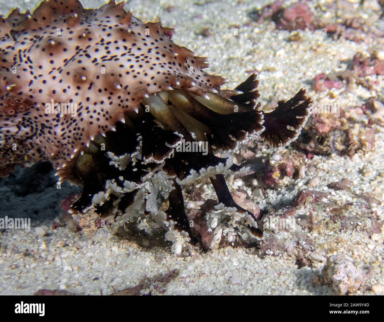 Épinoche tachetée de concombre de mer (Pearsonothuria graeffei) Banque D'Images