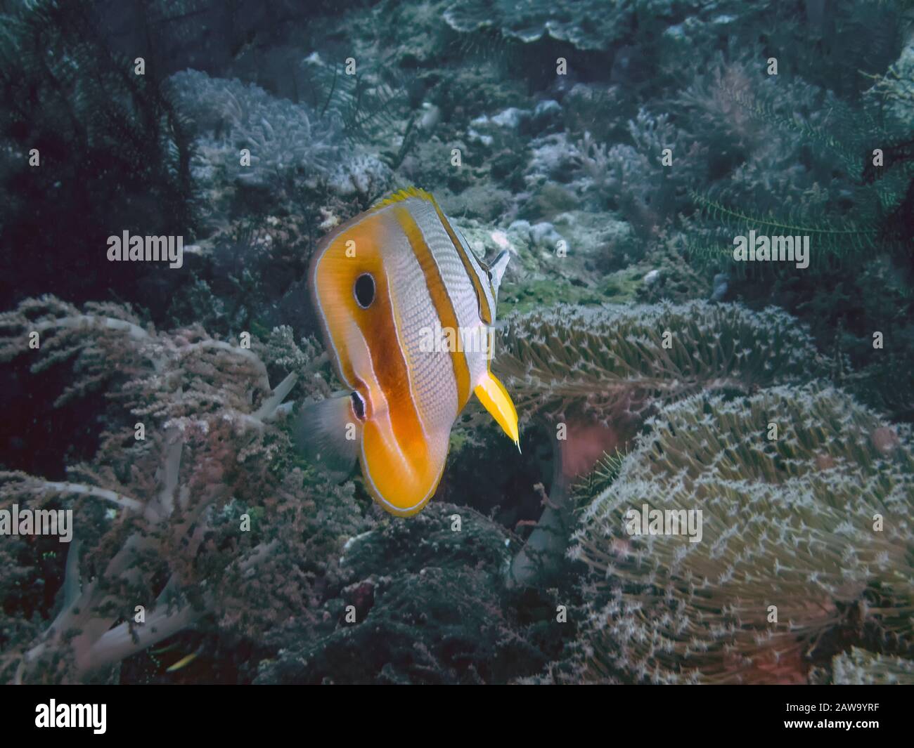 A Copperband Butterflyfish (Chelmon rostratus) Banque D'Images