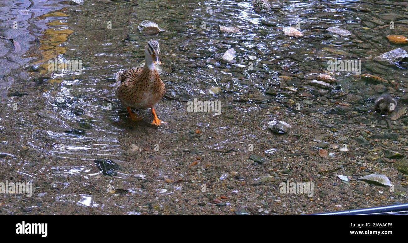 Un canard brun multicolore marchant à travers la caméra dans l'eau. Turquie. Banque D'Images