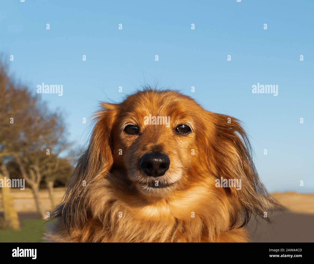 Portrait d'un joli petit dachshund à poil long à l'extérieur contre un ciel bleu Banque D'Images