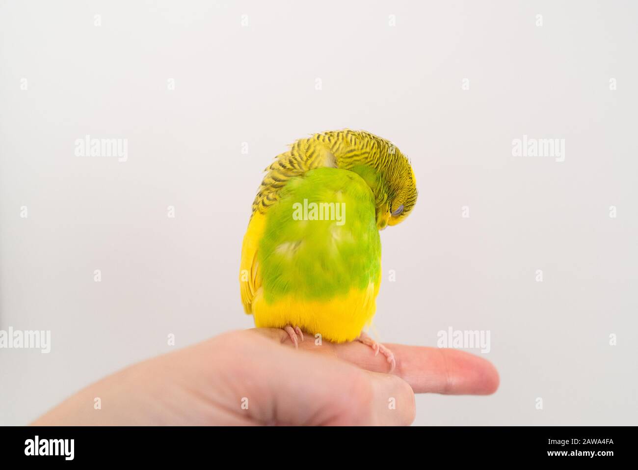 Mignon budgerigar jaune et vert assis sur un doigt se prélaissant mais regardant comme elle se cache ou tombe pour dormir. Banque D'Images