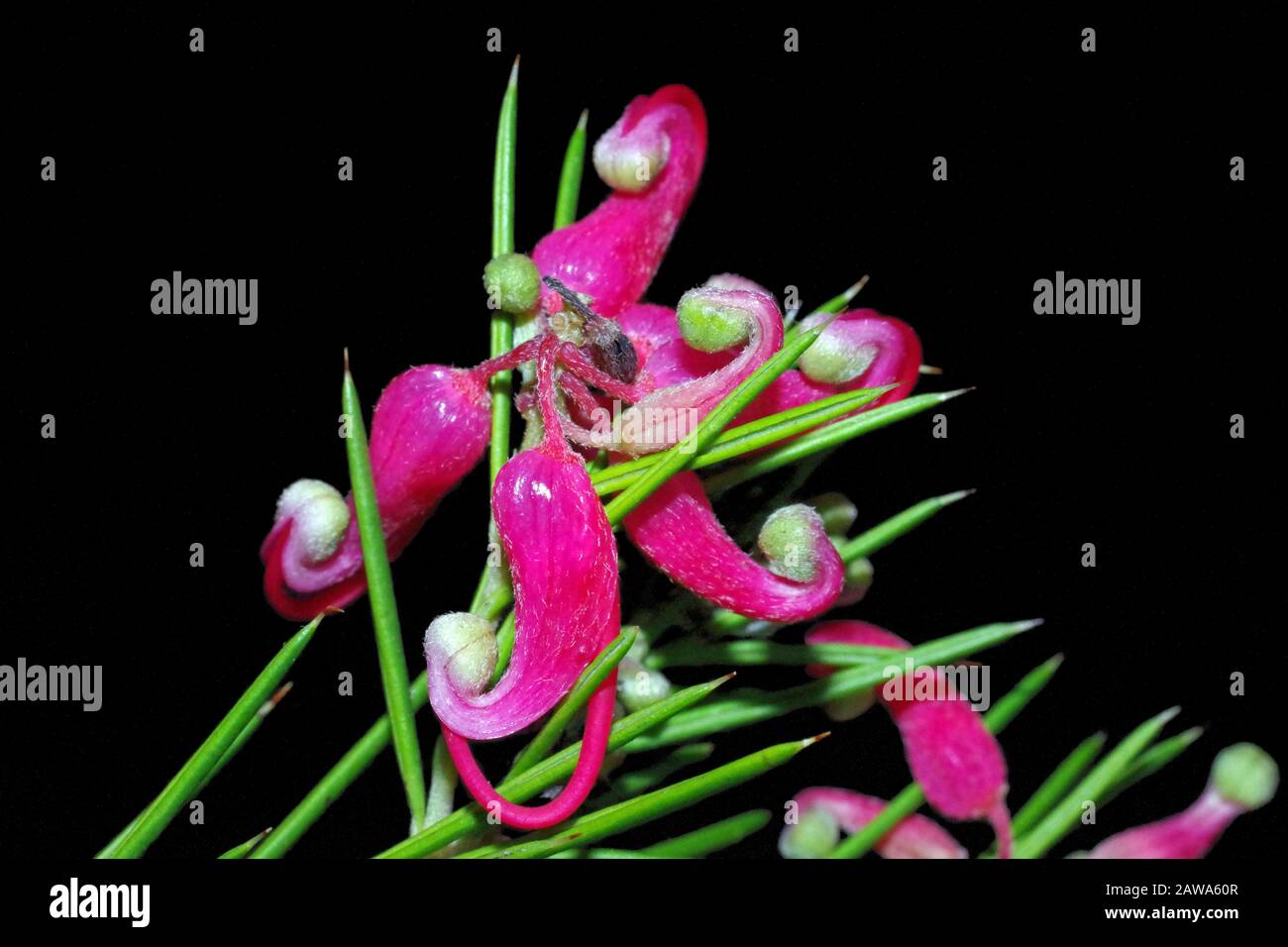 Grevillea rosmarinifolia floraison en Sardaigne Banque D'Images Grevillea rosmarinifolia floraison en Sardaigne Banque D'Images