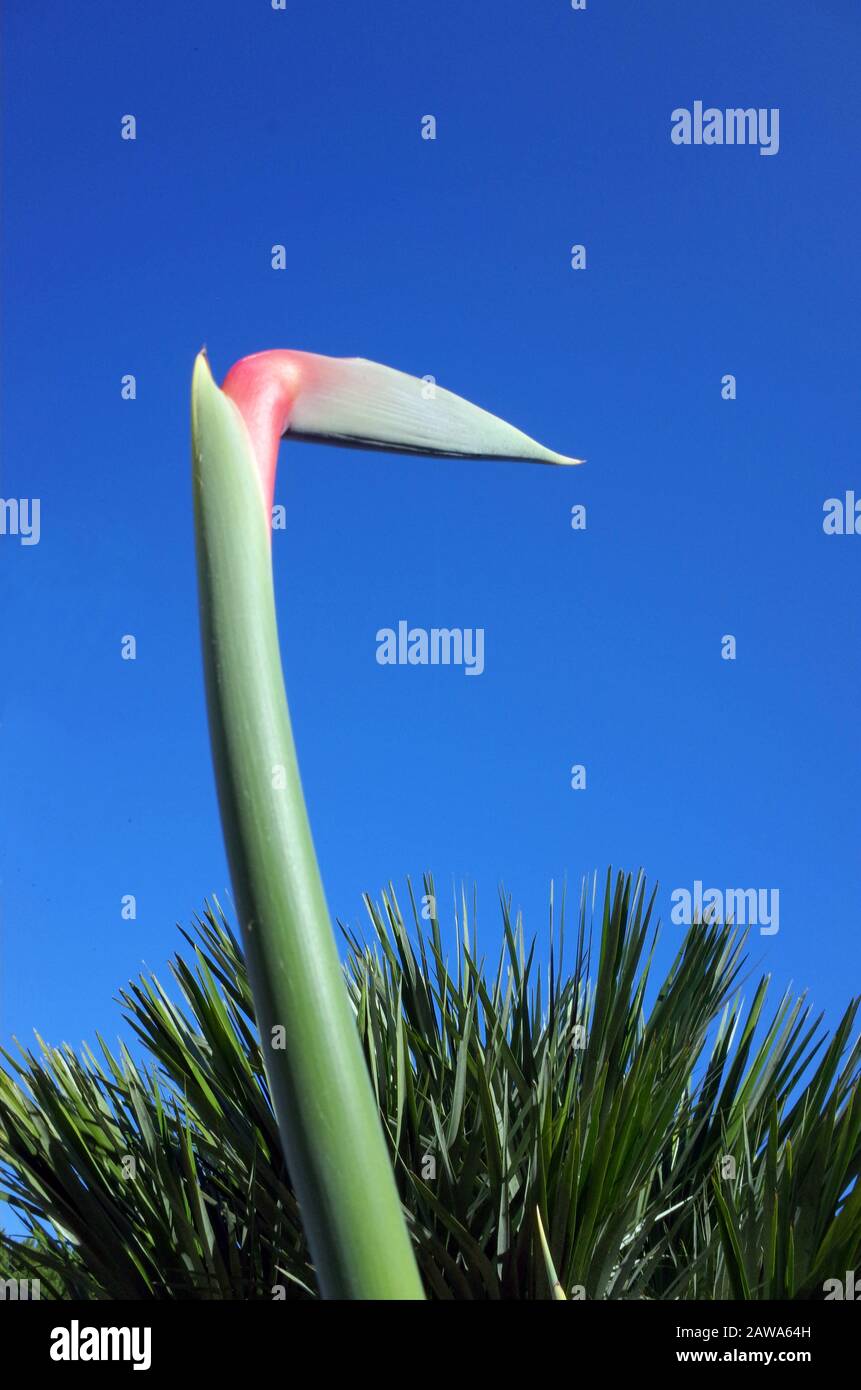 Strelitzia regiane (fleur de grue ou oiseau de paradis) ckose-up en Sardaigne Banque D'Images