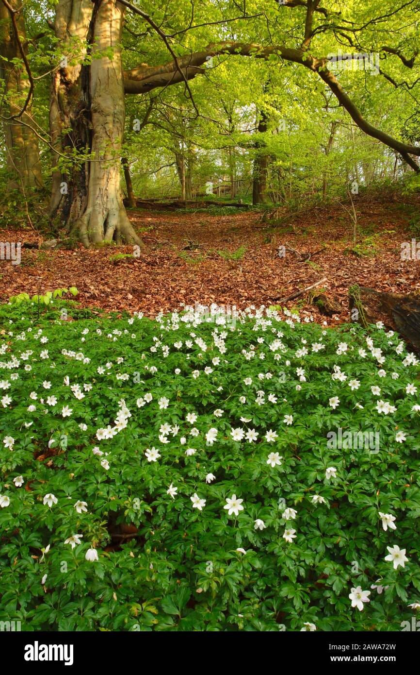 Prairie d'ail sauvage dans les bois près de Durham, Comté de Durham, Angleterre, Royaume-Uni. Banque D'Images