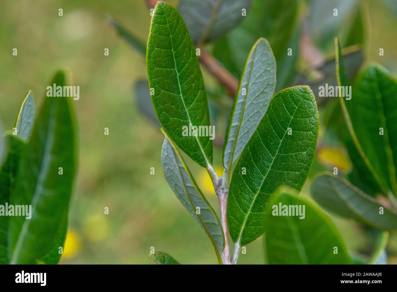 Un proche sur les feuilles de la Nouvelle-Zélande Feijoa natale, ou Acca sellowiana. Banque D'Images