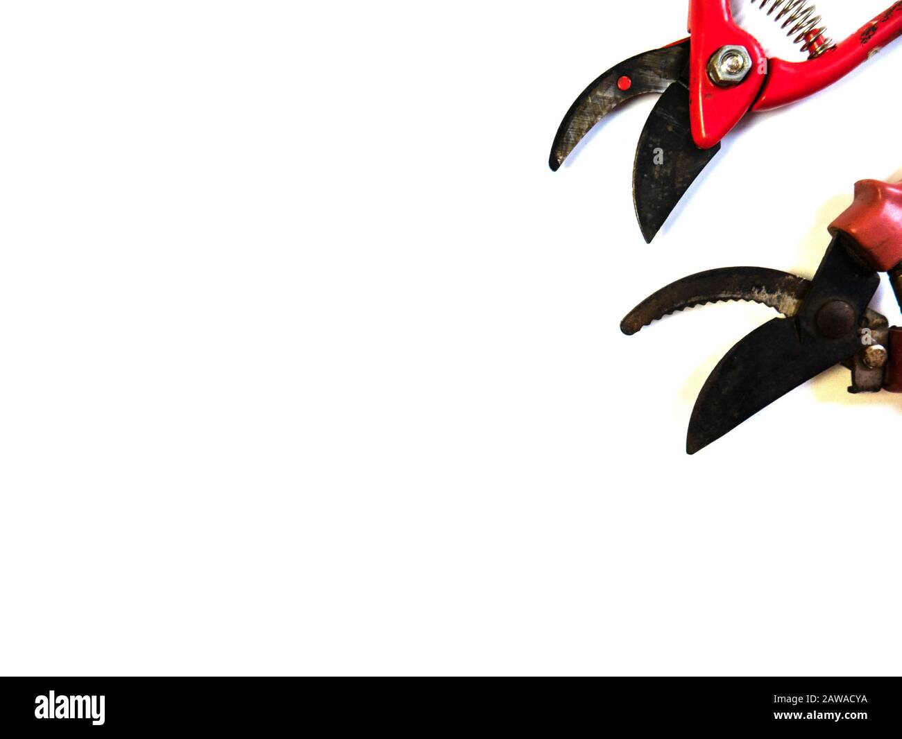 Sécateur sur fond blanc. Ciseaux de jardin. Banque D'Images