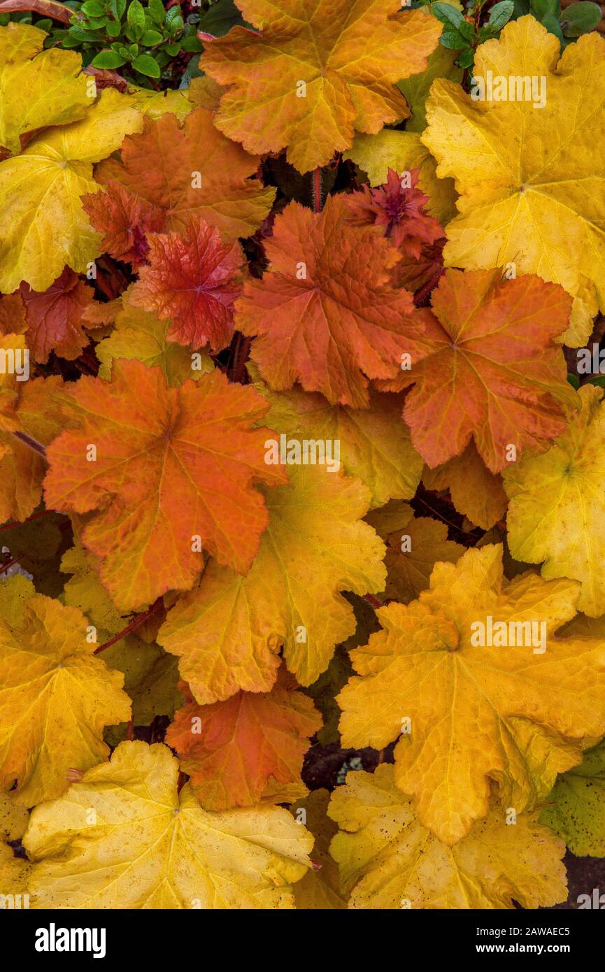 Heuchera, Saxifrage, Cypress Garden, Mill Valley, Californie Banque D'Images