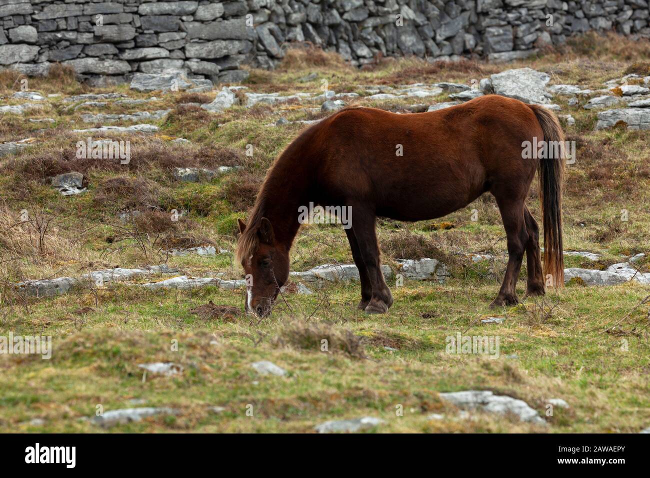 Cheval dans un champ avec des murs en pierre sur Inishmaan, au milieu des îles Aran sur la Wild Atlantic Way à Galway Irlande Banque D'Images