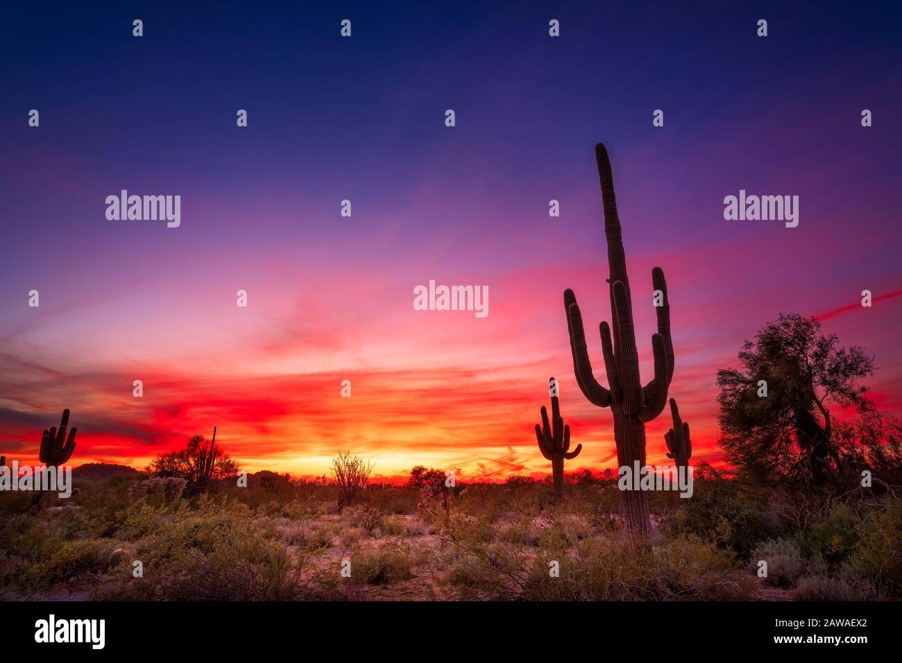 Coucher de soleil pittoresque en Arizona et paysage du désert de Sonoran avec cactus Saguaro au parc de montagne d'Usery à Phoenix Banque D'Images
