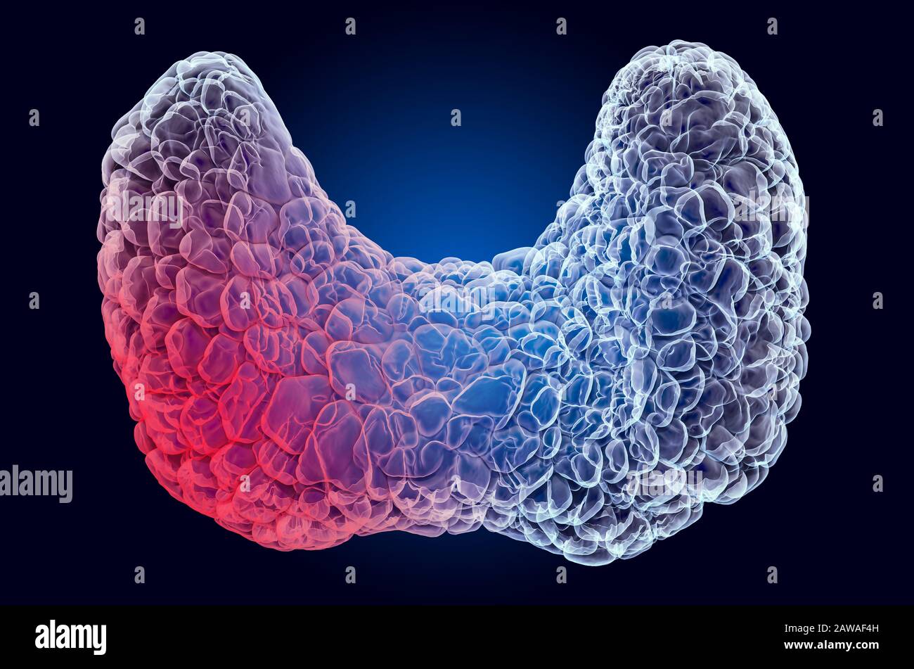La douleur dans le concept thyroïde. Effet de lumière fantôme, hologramme de rayons X. Rendu tridimensionnel sur fond bleu foncé Banque D'Images