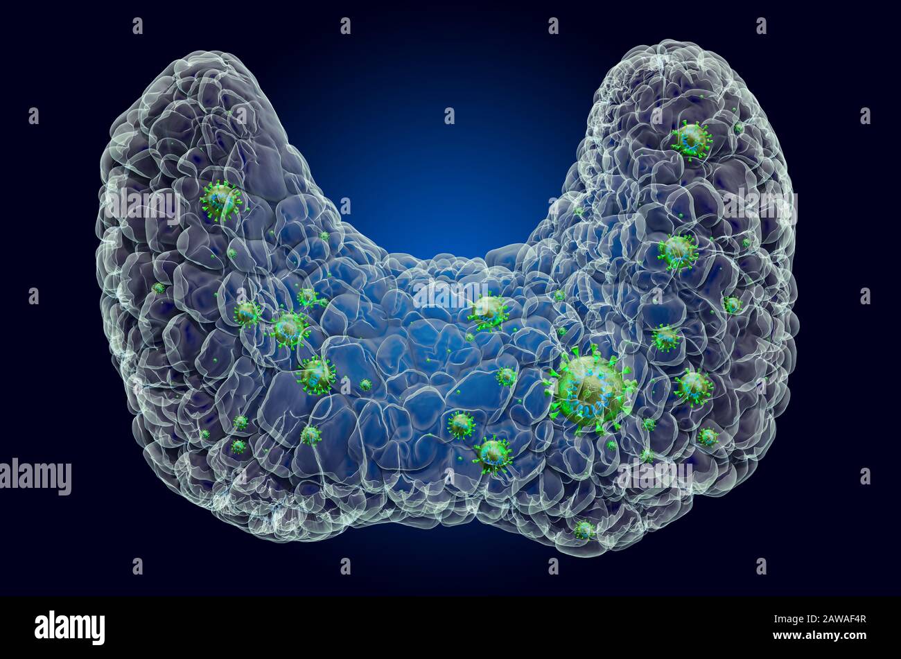 Glande thyroïde avec virus, effet de lumière fantôme, hologramme de rayons X. Rendu tridimensionnel sur fond bleu foncé Banque D'Images