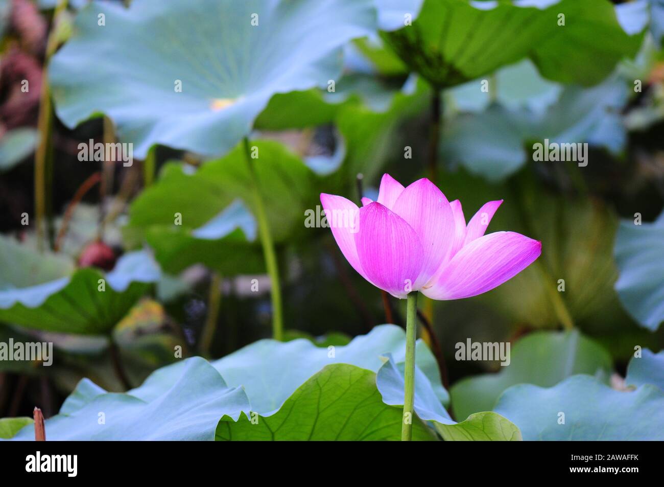 Floraison de lotus rose Banque D'Images