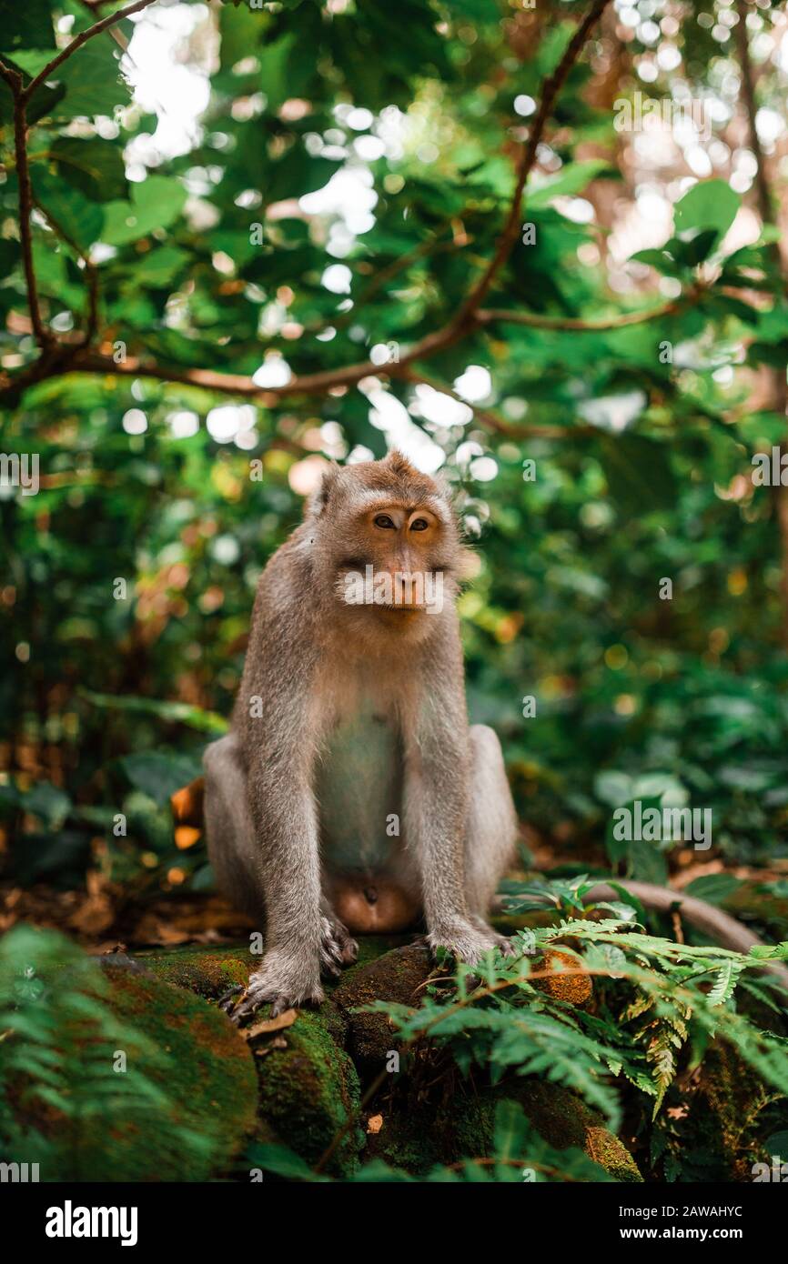 Singe balinais à queue longue regardant l'appareil photo Banque D'Images