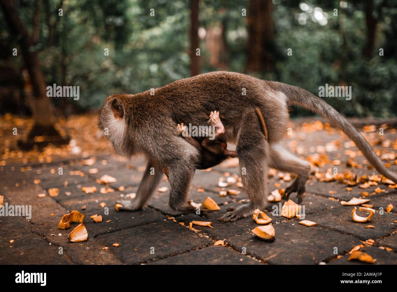 Mère singe long queue marchant avec son bébé Banque D'Images