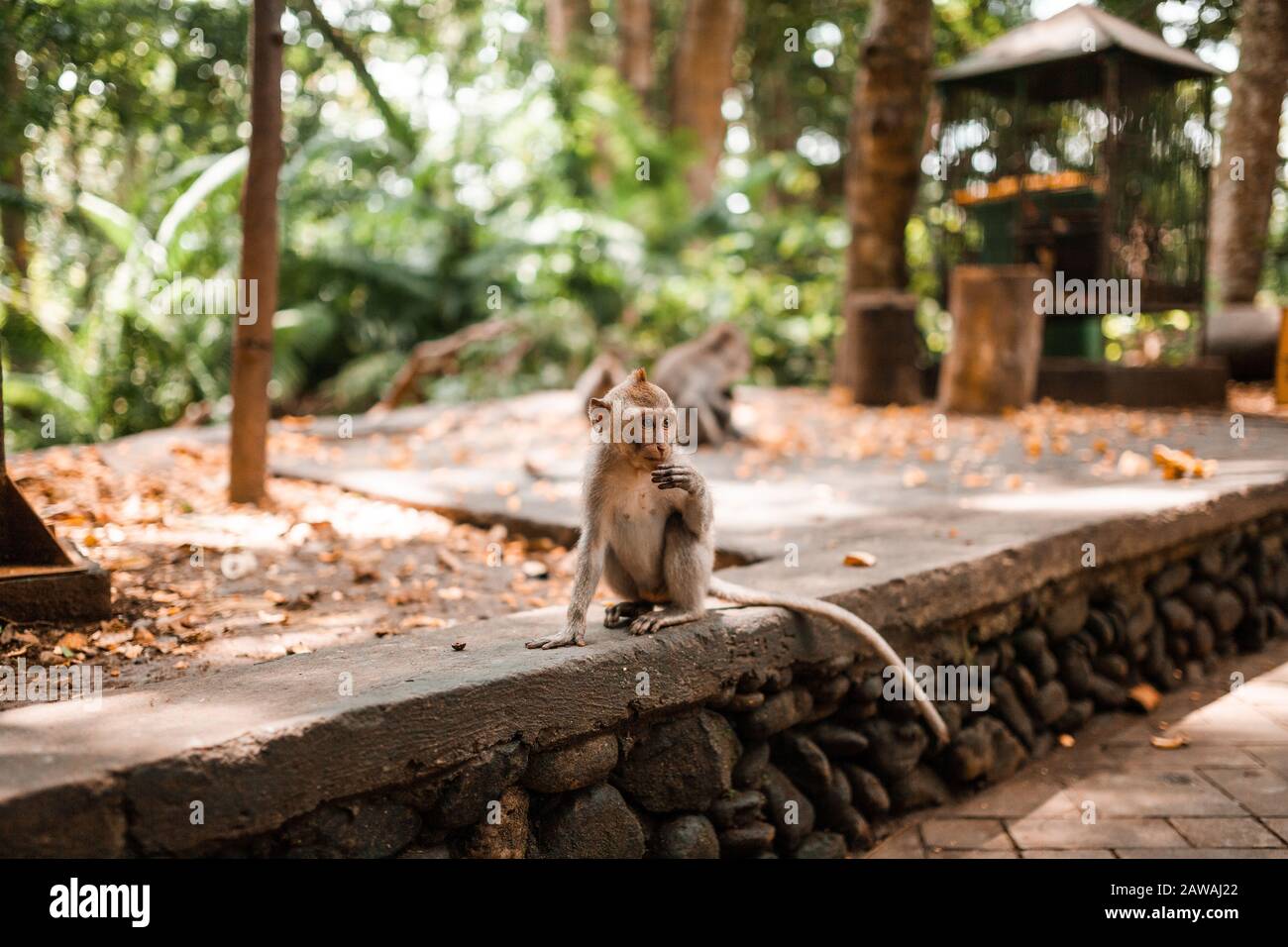 Jeune singe balinais à longue queue pendant le temps de repas Banque D'Images