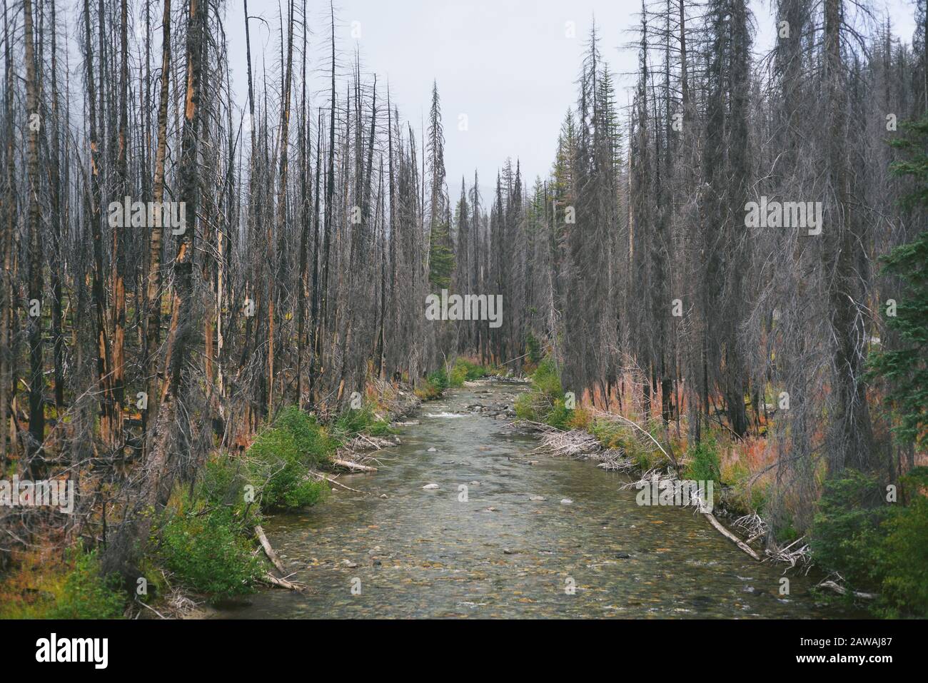 Rivière traversant les arbres de feu de forêt brûlés Banque D'Images