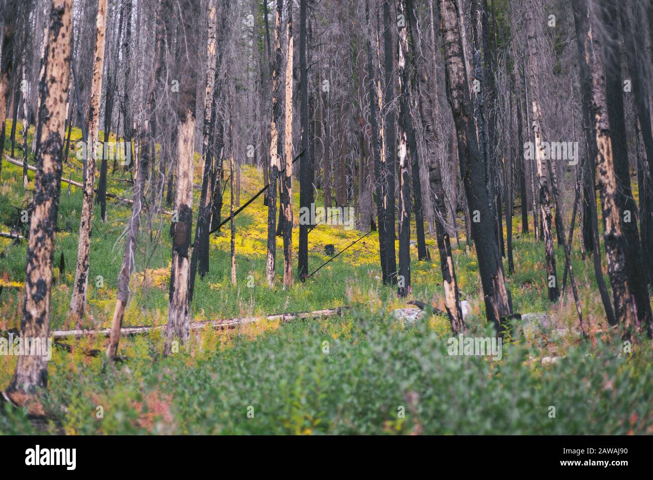 Arbres brûlés d'UN feu de forêt avec une nouvelle croissance Banque D'Images