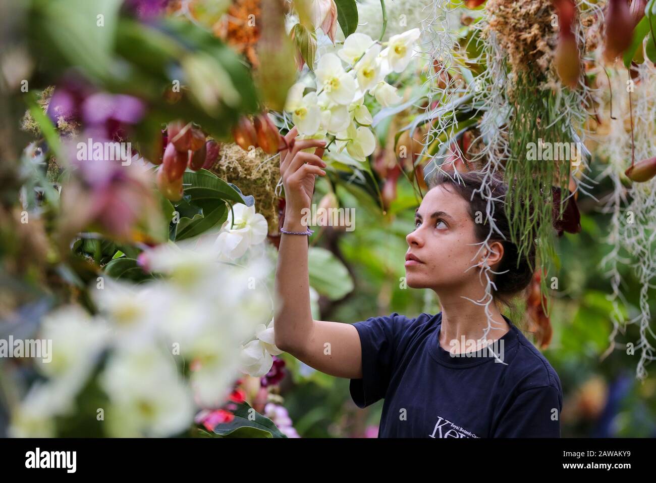 L'apprenti Kew Alice McKeever applique la touche finale aux orchidées de 'Nepenthes tabacs' lors d'un aperçu de presse du 25ème festival d'orchidées Kew aux jardins botaniques royaux de Kew. Le thème de cette année est autour des merveilles de l'Indonésie et le festival se déroule du 8 février au 8 mars 2020. Banque D'Images