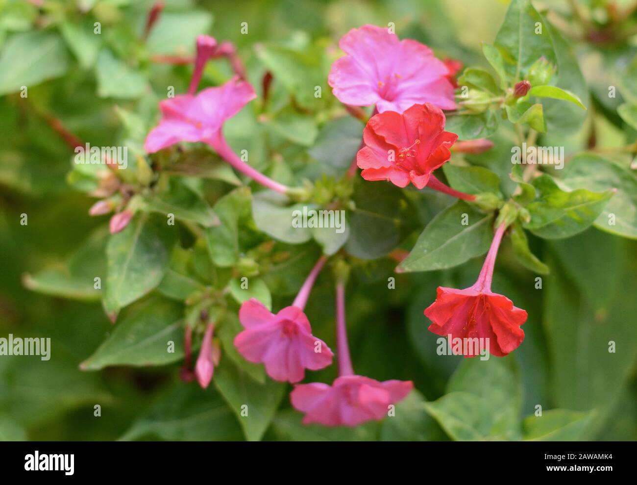 Macro-shot de fleurs rouges de quatre heures (Mirabilis Jalapa). Mirabilis jalapa, le miracle du Pérou ou une fleur de quatre heures, est le plus commun ornemental s Banque D'Images