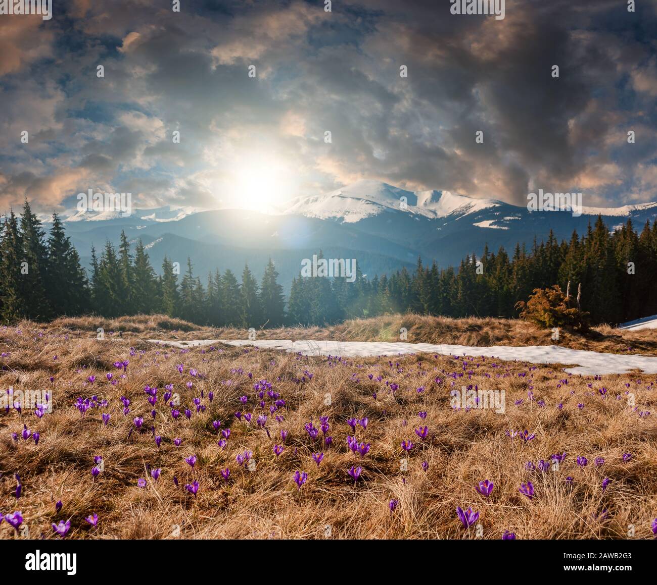 Paysage printanier avec fleurs de crous dans l'herbe jaune, le soleil et les nuages sur les mountans et la prairie fleurie Banque D'Images